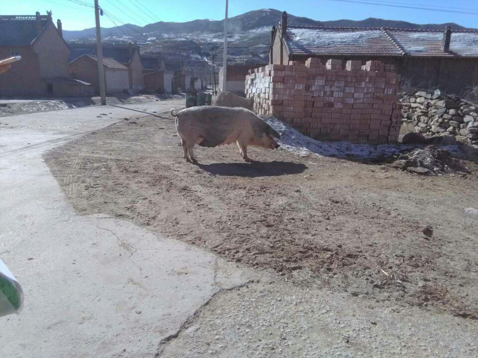 【寒假调研】我的调研之旅